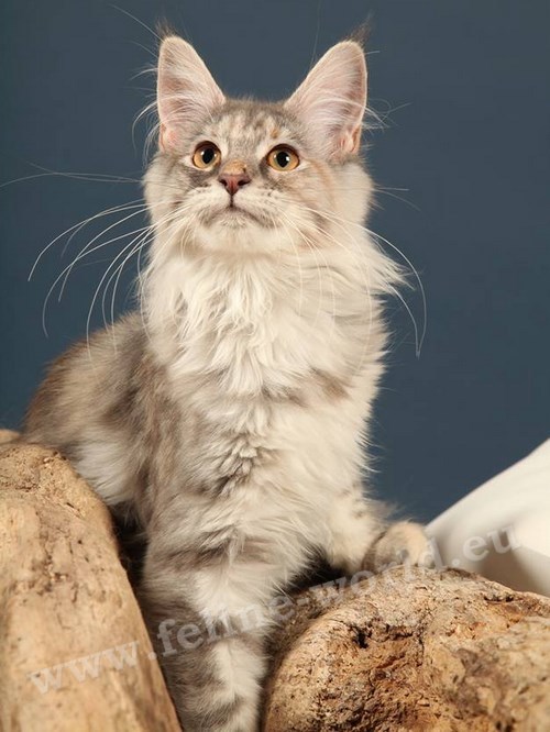 maine_coon_7 (Race)